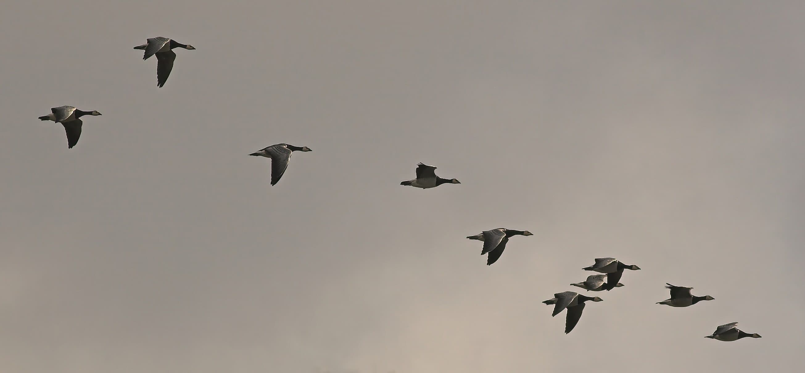 Migration